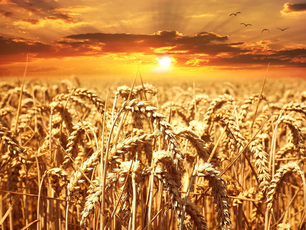 Golden wheat field gently swaying in the breeze, representing a picturesque agricultural landscape